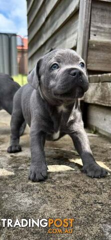 Staffordshire Bull Terrier pups Blue