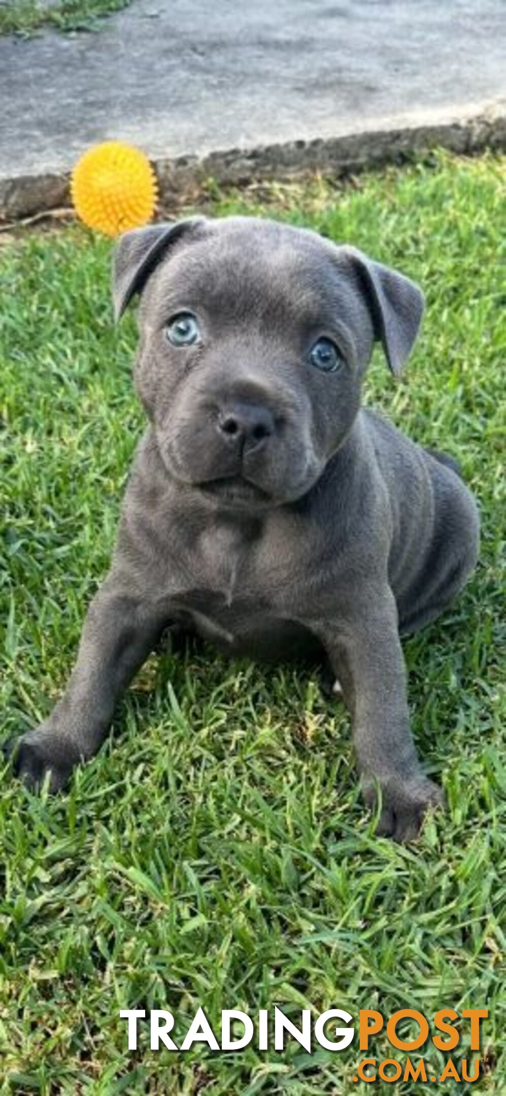 Staffordshire Bull Terrier pups Blue