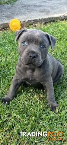 Staffordshire Bull Terrier pups Blue