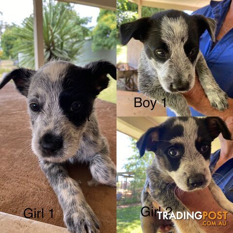 Wirey Haired Smithfield Blue Cattle Dogs