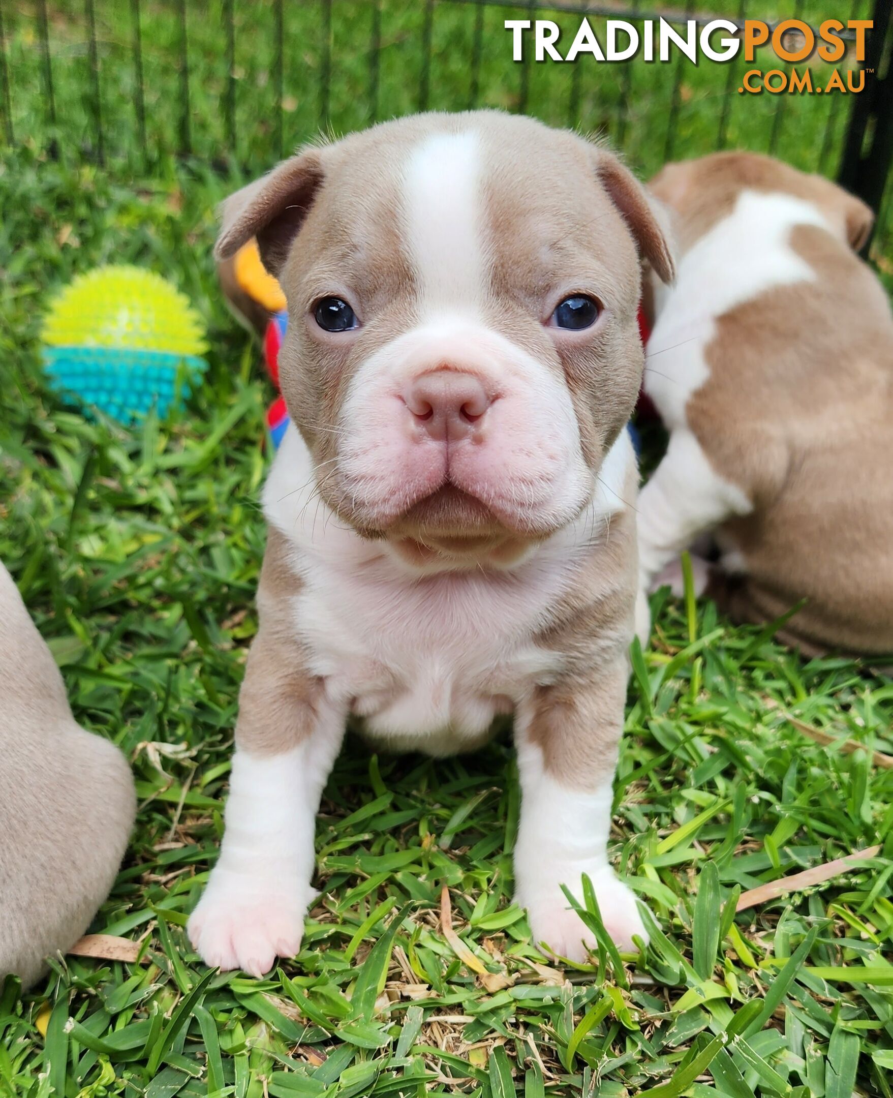 Boston terrier puppies