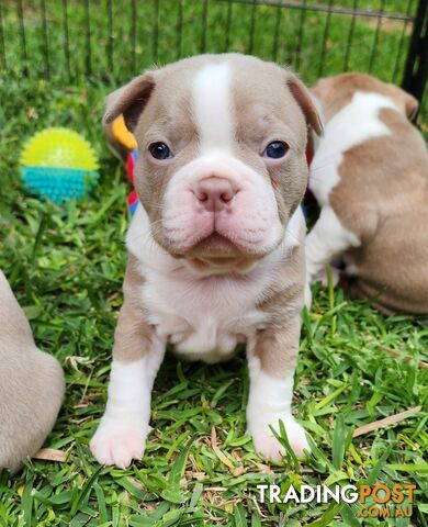 Boston terrier puppies