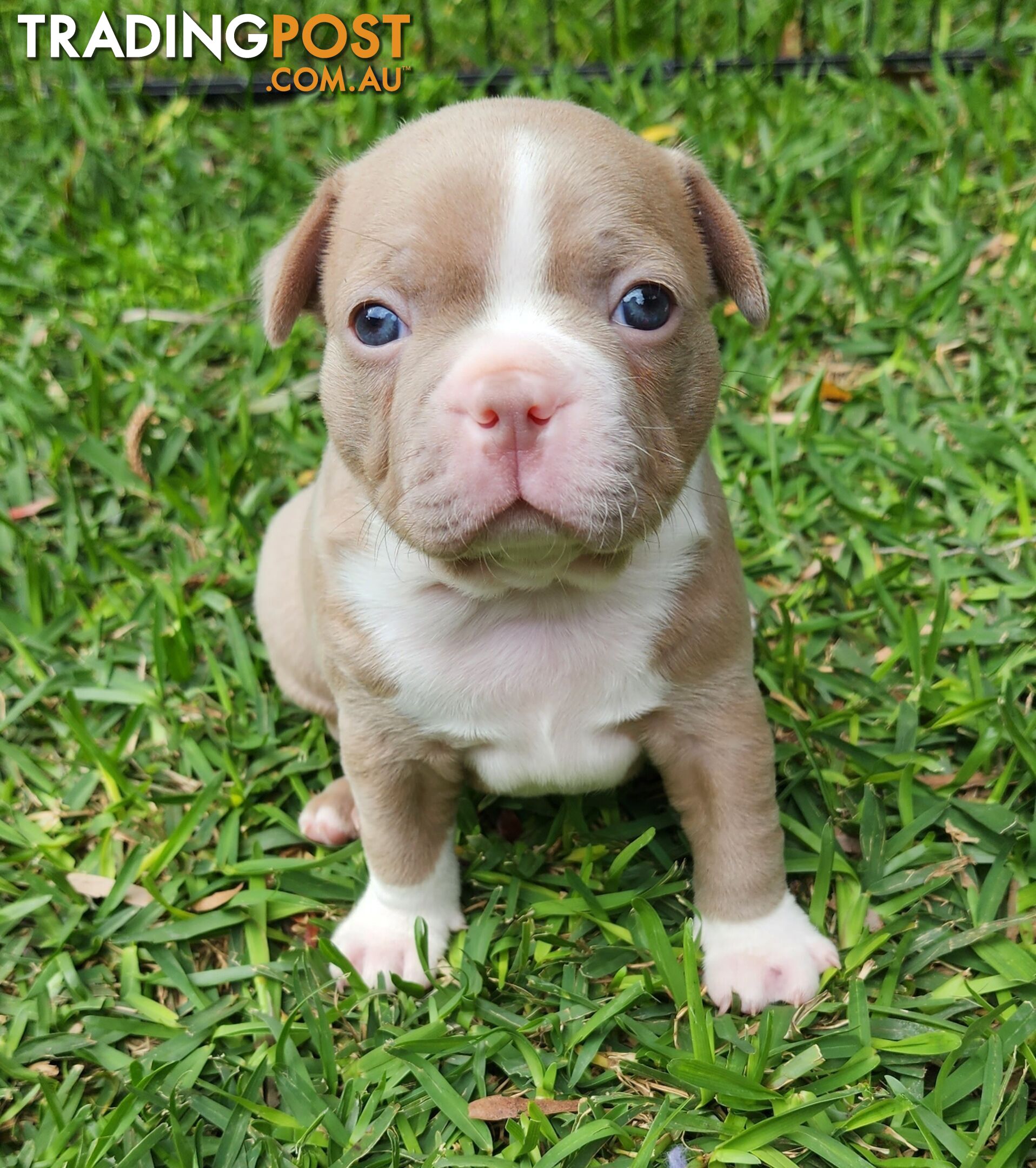 Boston terrier puppies