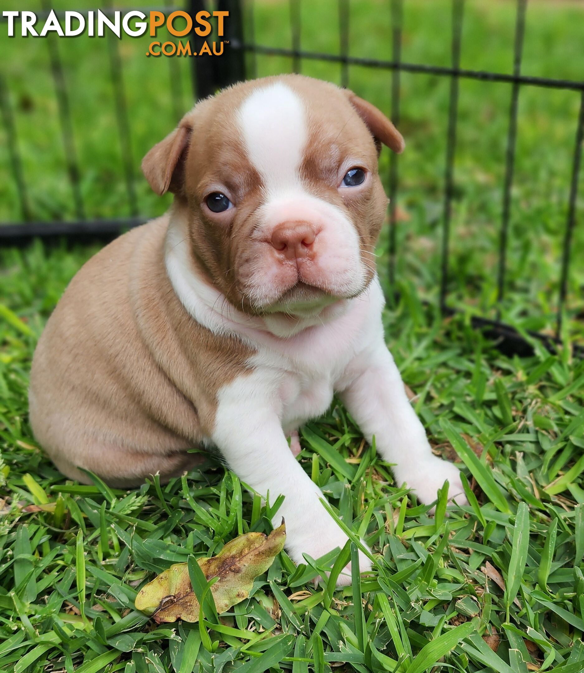 Boston terrier puppies