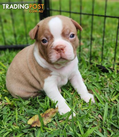 Boston terrier puppies