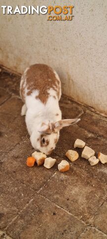 Flemish Giants rabbits