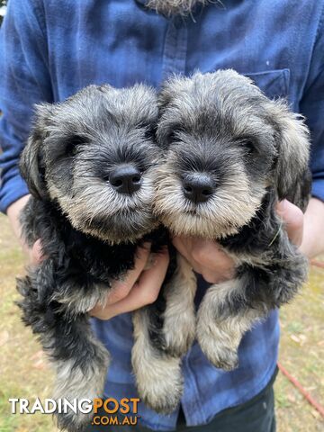 Miniature Schnauzer pure breed 2 girls available