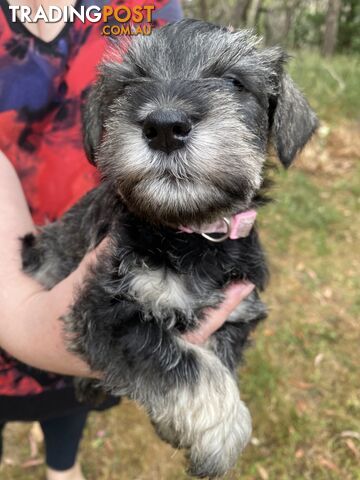 Miniature Schnauzer pure breed 2 girls available