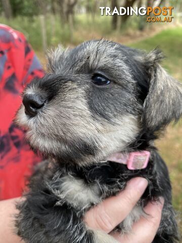 Miniature Schnauzer pure breed 2 girls available