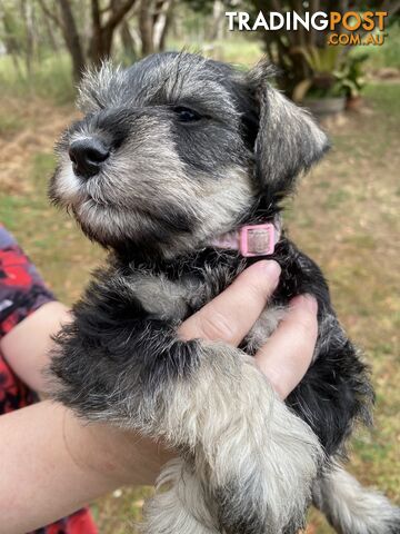 Miniature Schnauzer pure breed 2 girls available