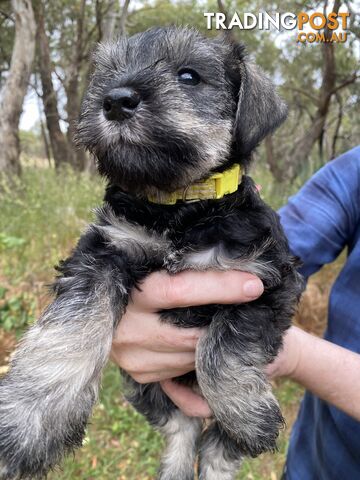 Miniature Schnauzer pure breed 2 girls available