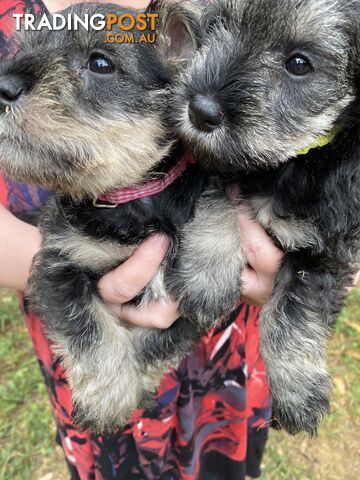 Miniature Schnauzer pure breed 2 girls available