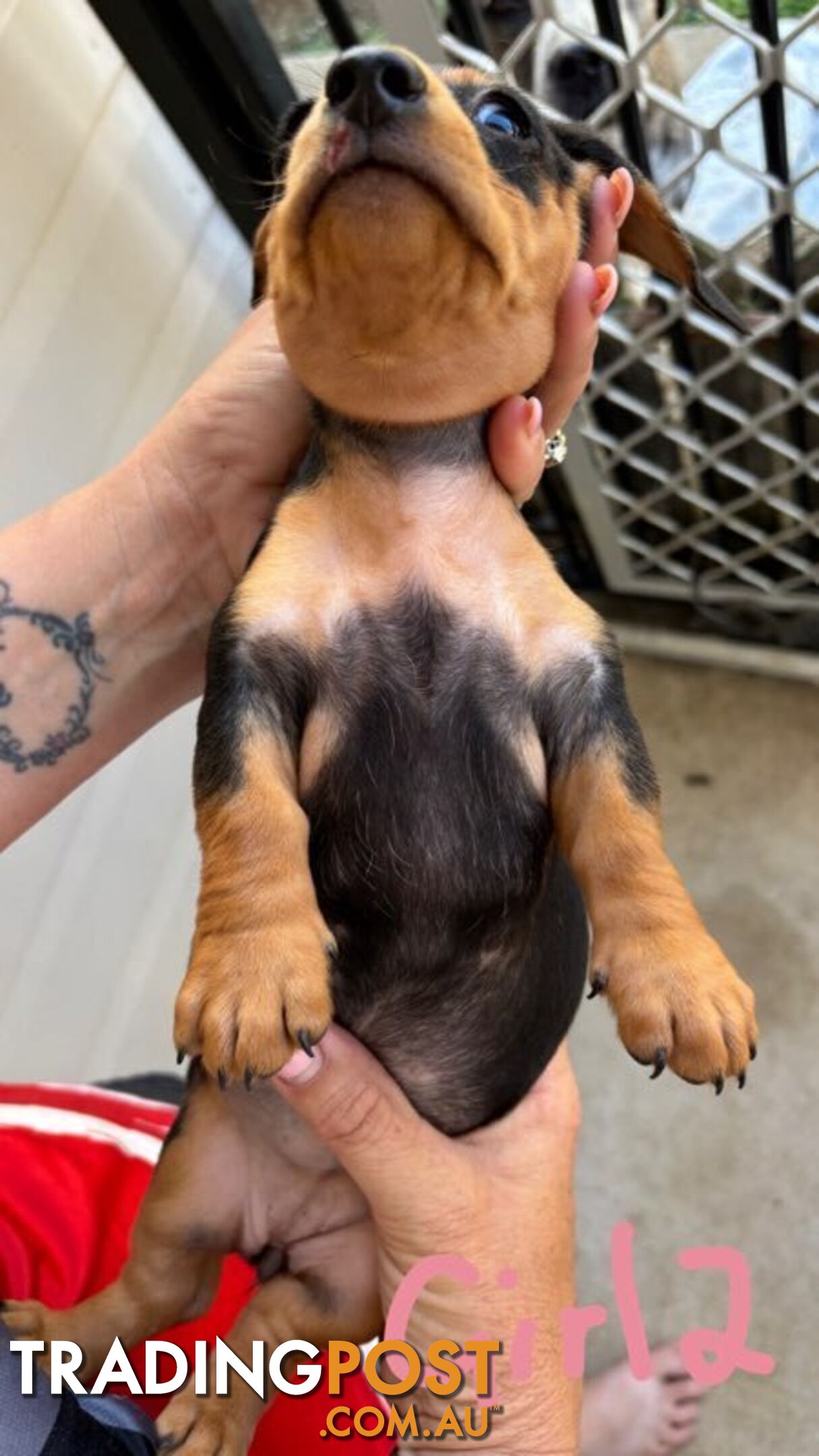 Purebred Mini Dachshund puppies