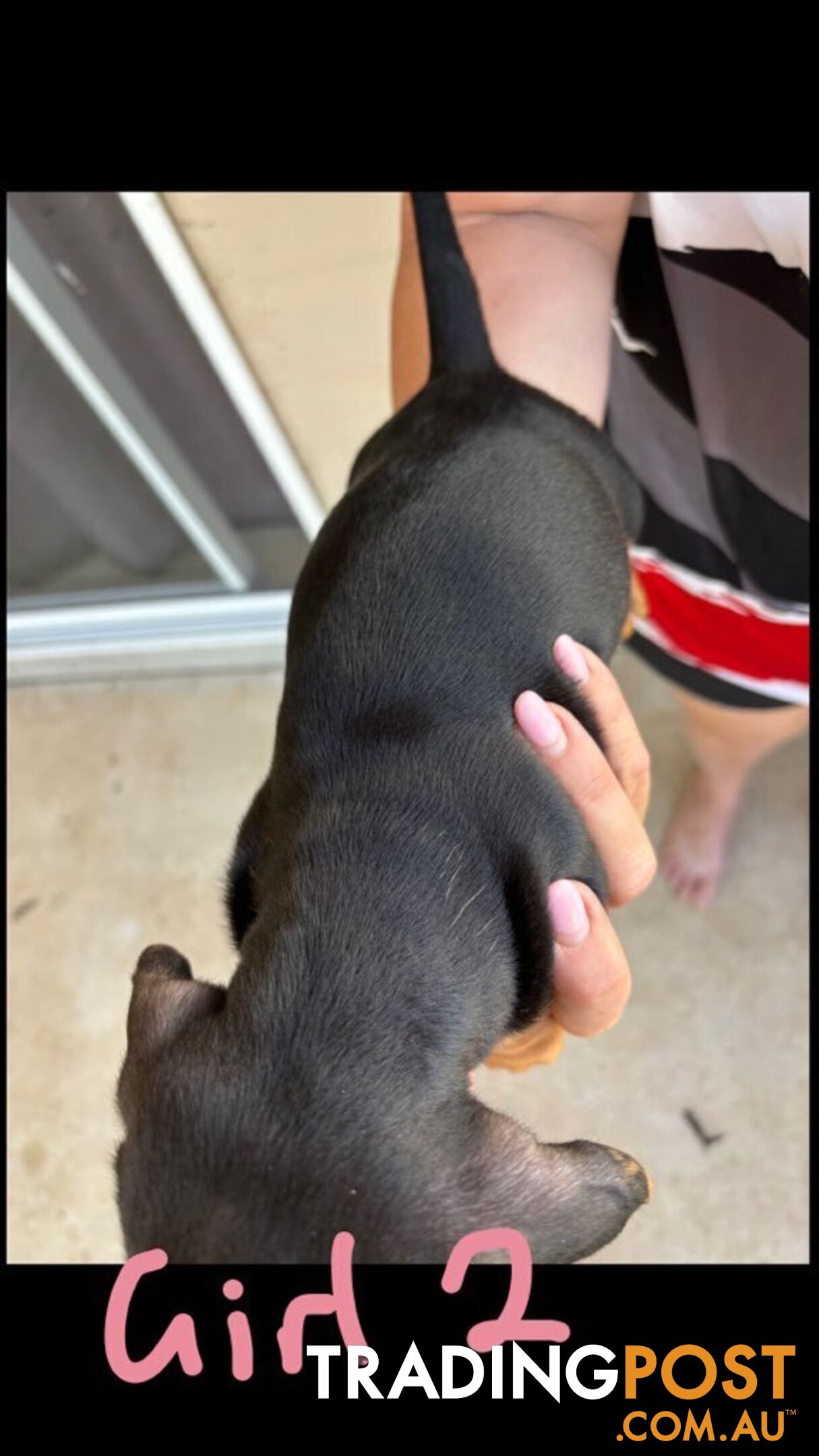 Purebred Mini Dachshund puppies