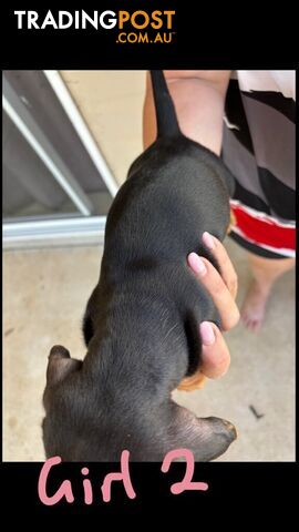 Purebred Mini Dachshund puppies