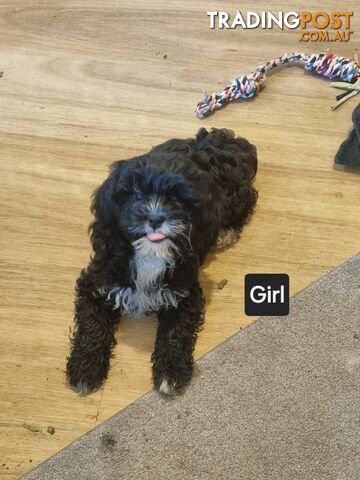 Shih tzu cross toy poodle