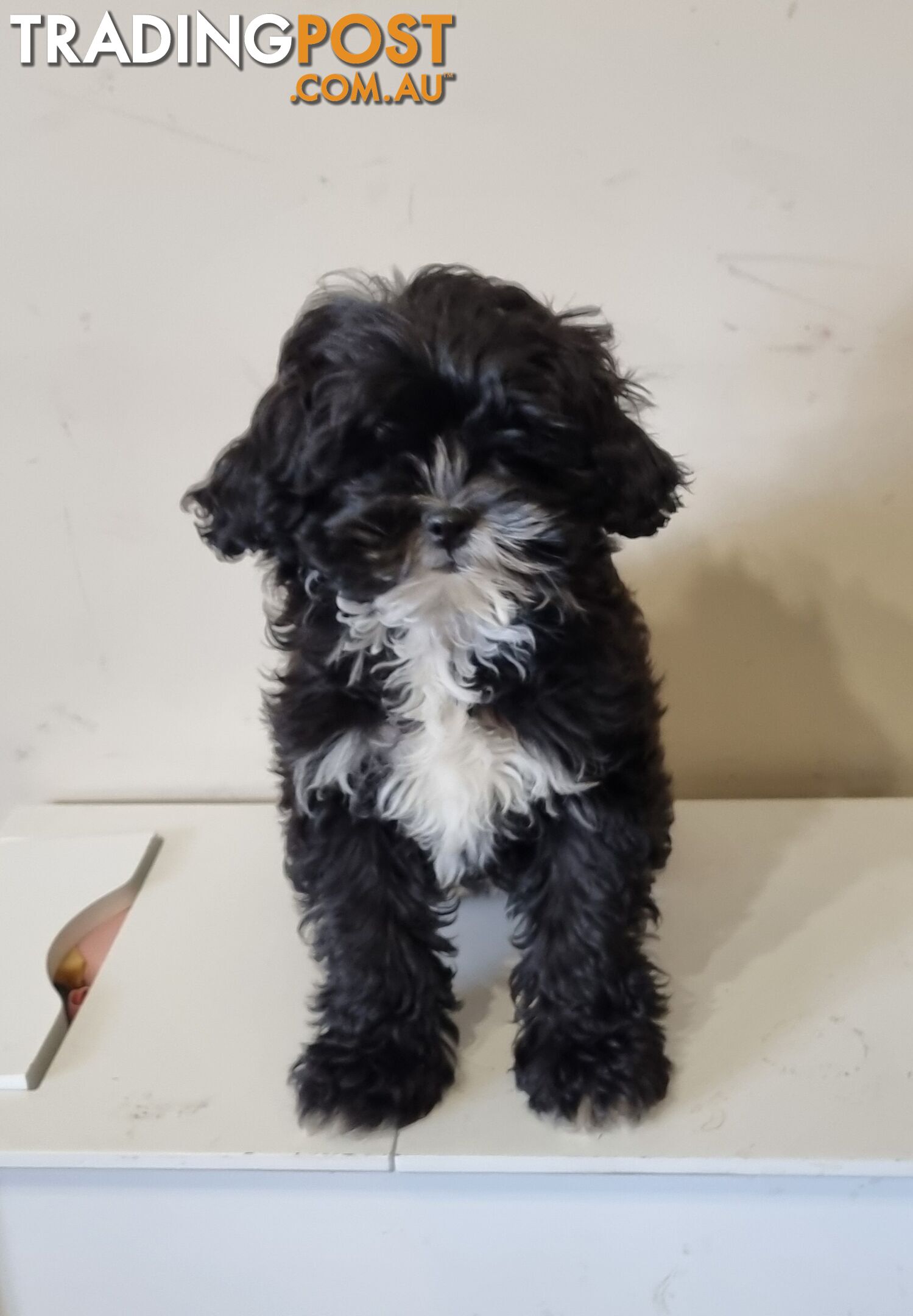 Shih tzu cross toy poodle