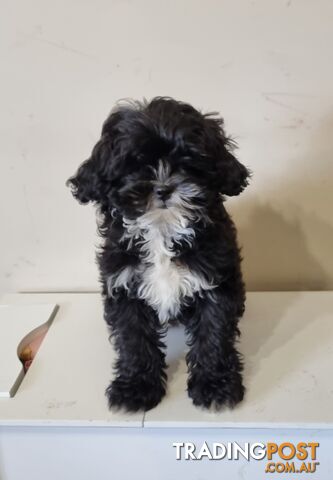 Shih tzu cross toy poodle