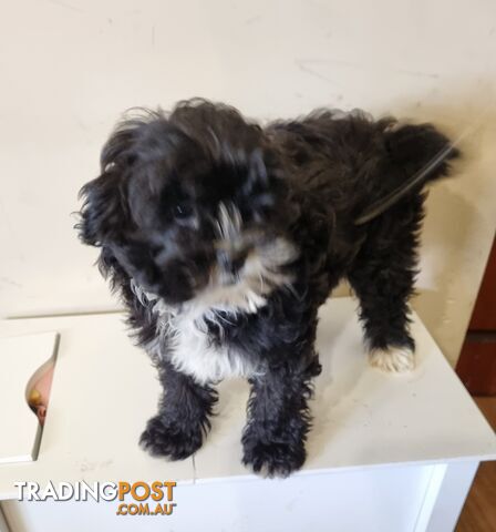 Shih tzu cross toy poodle