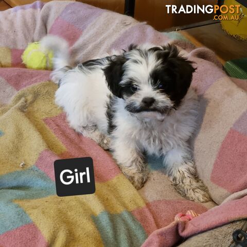 Shih tzu cross toy poodle