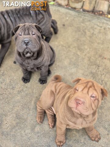 Pure Breed Shar Pei Puppies