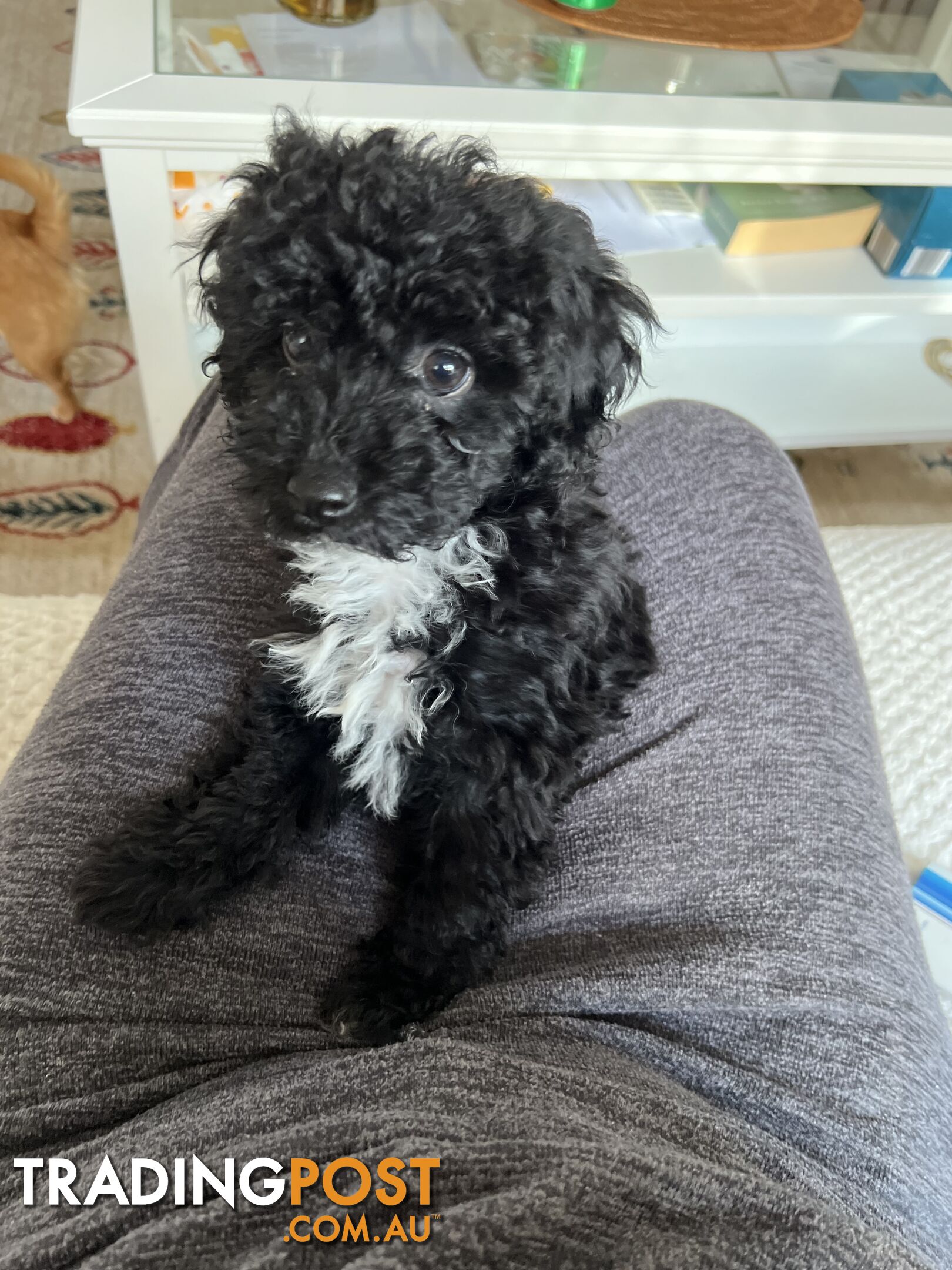 Toy Poodle