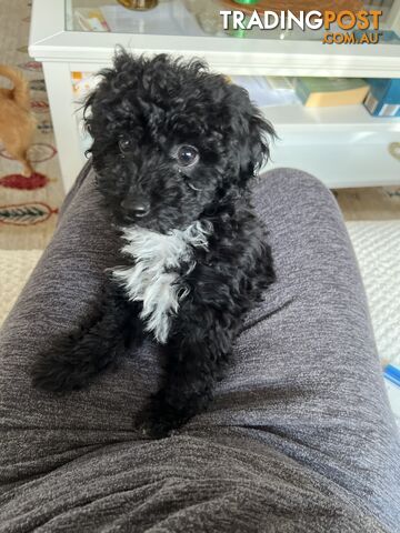 Toy Poodle