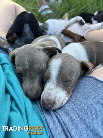 Mini dachshund’s- various colours