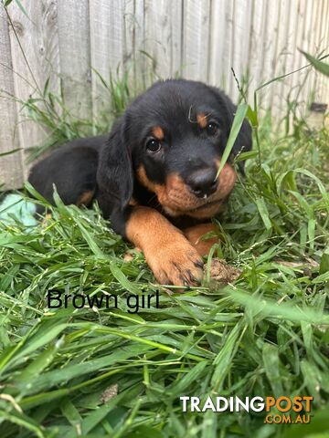 Purebred Rottweiler puppies