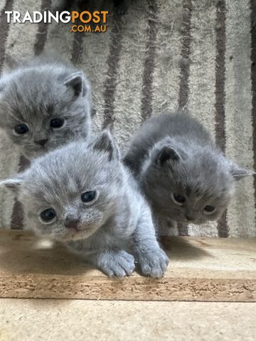 BLUE BRITISH SHORTHAIR KITTENS