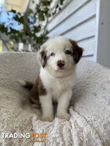 Purebred Border Collie Puppies