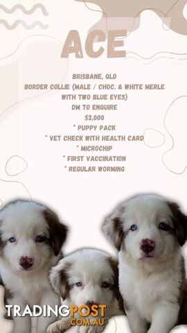 Purebred Border Collie Puppies