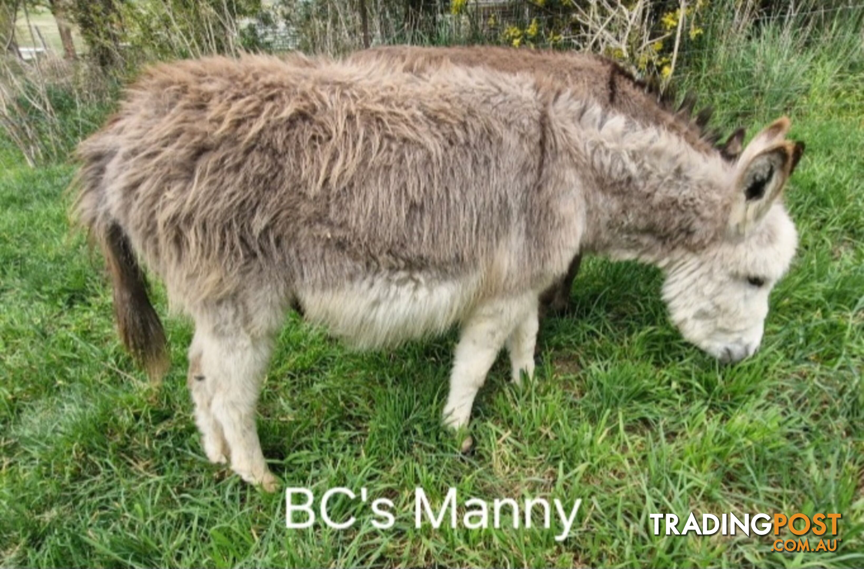 2x gelded mini donkeys