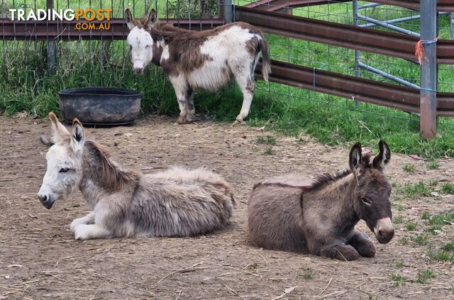 3x gelded mini donkeys