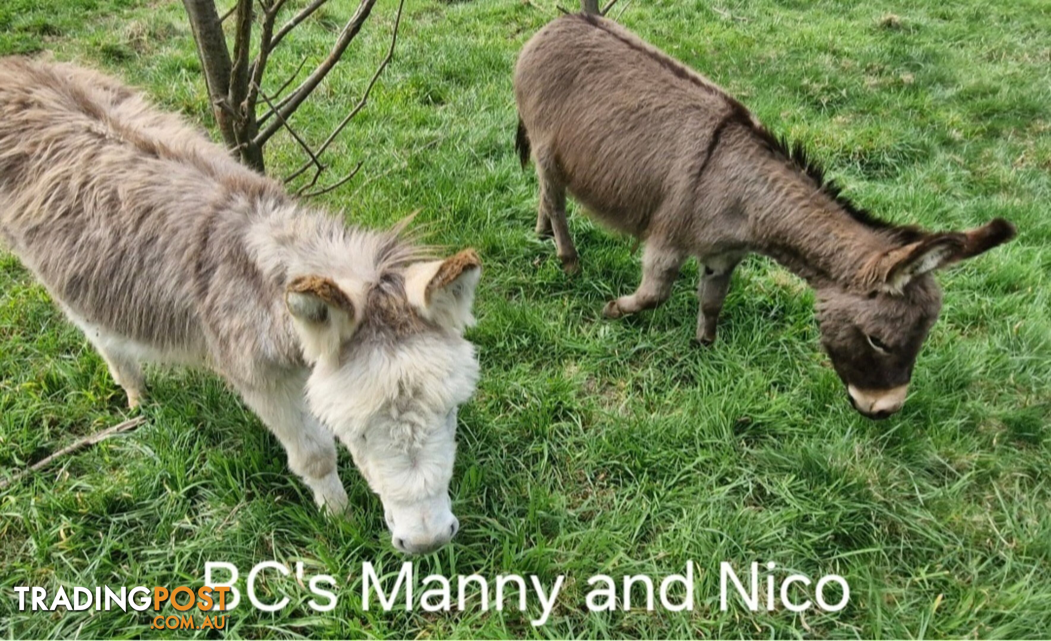 2x gelded mini donkeys