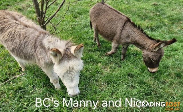 2x gelded mini donkeys