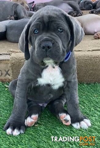 Neo Mastiff Neapolitan pups BLUE TAWNY