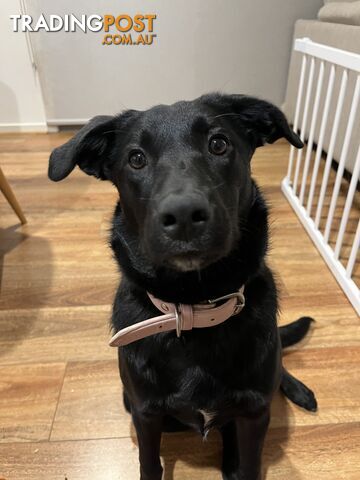 Free to goodhome! 6 Month Old Labrador X Kelpie Puppy