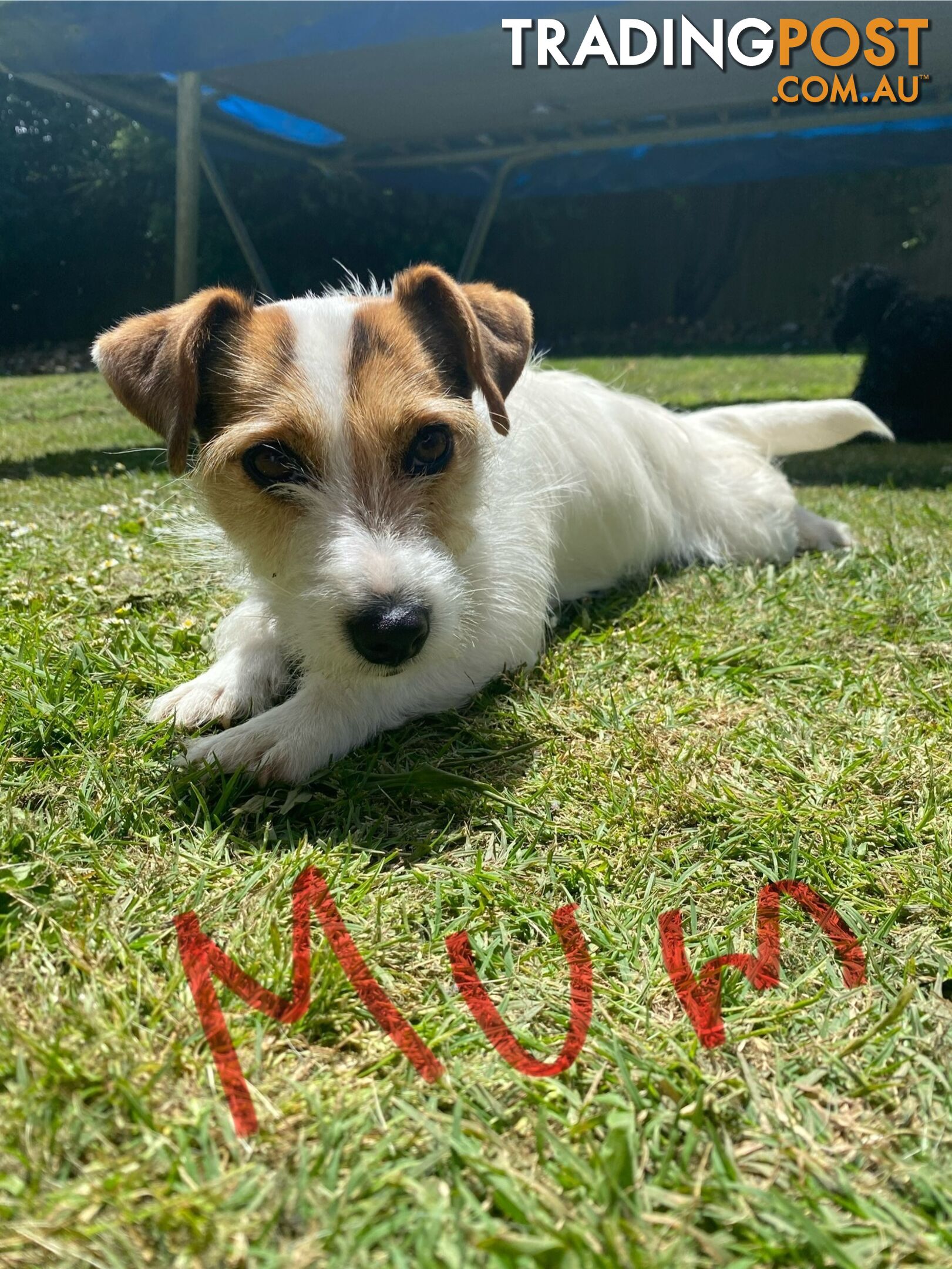 Jack Russell Puppies