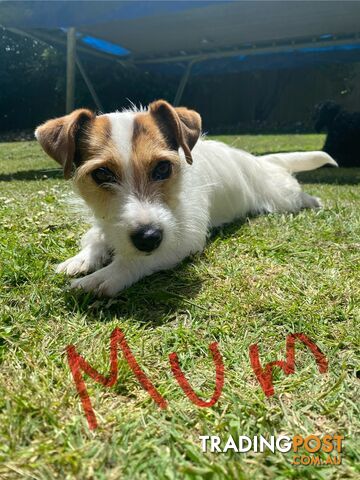 Jack Russell Puppies