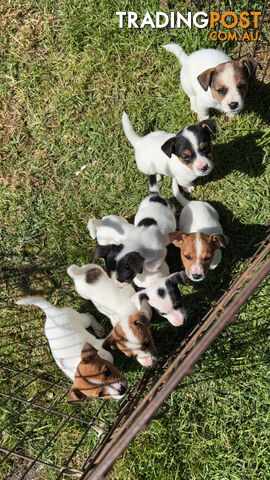 Jack Russell Puppies