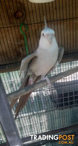 White Male Cockatiel and Cage for sale $100