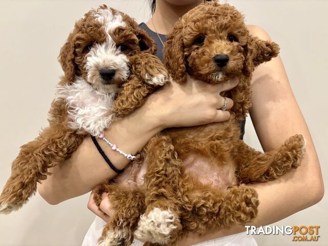 ***Gorgeous Toy Cavoodle Puppies ***