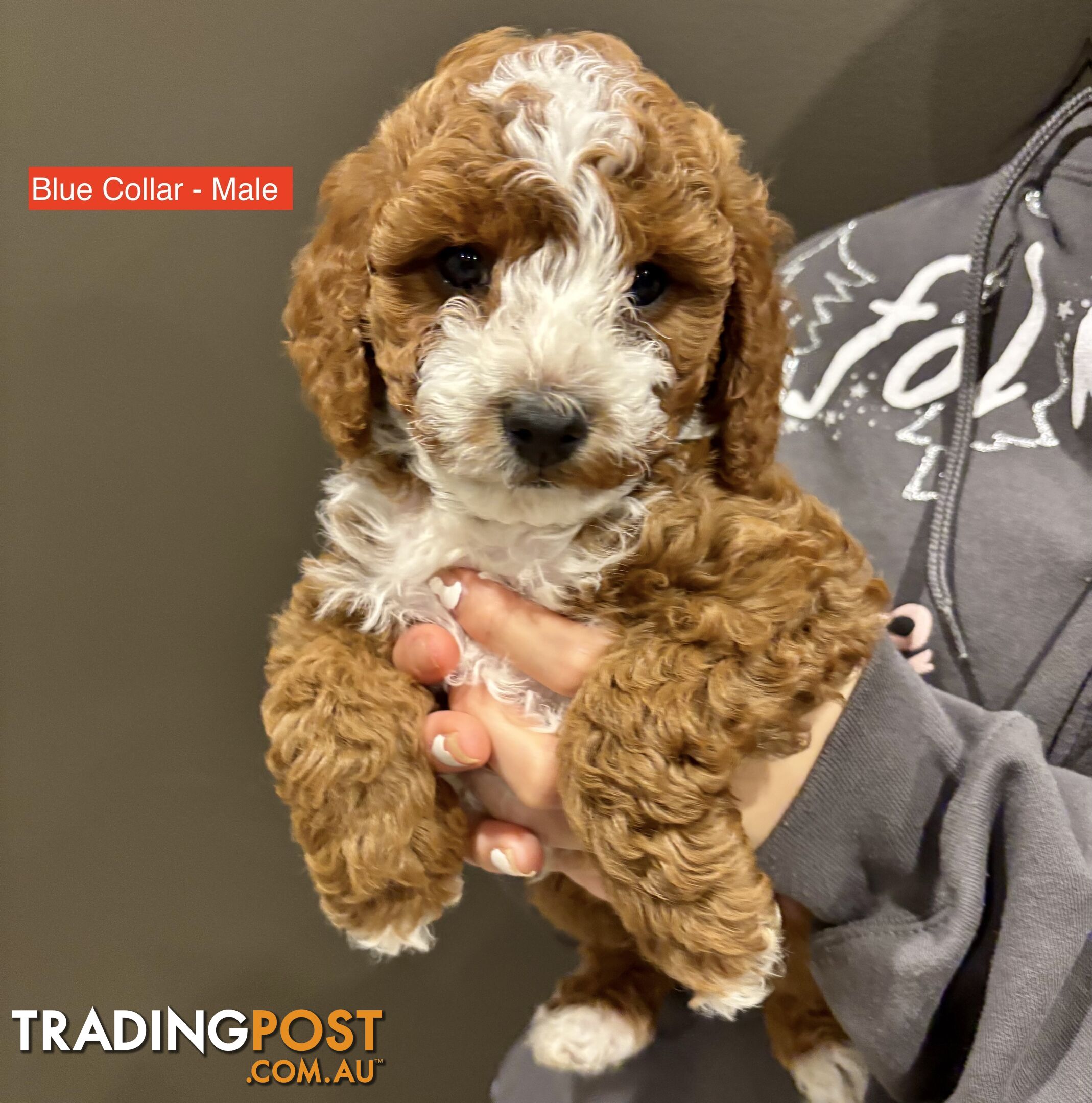 *** Four adorable Toy Cavoodle Puppies ***