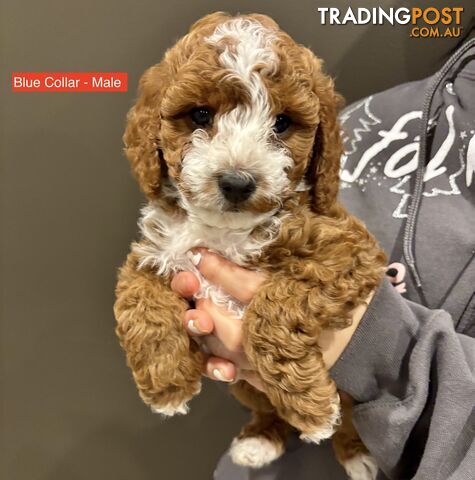 *** Four adorable Toy Cavoodle Puppies ***