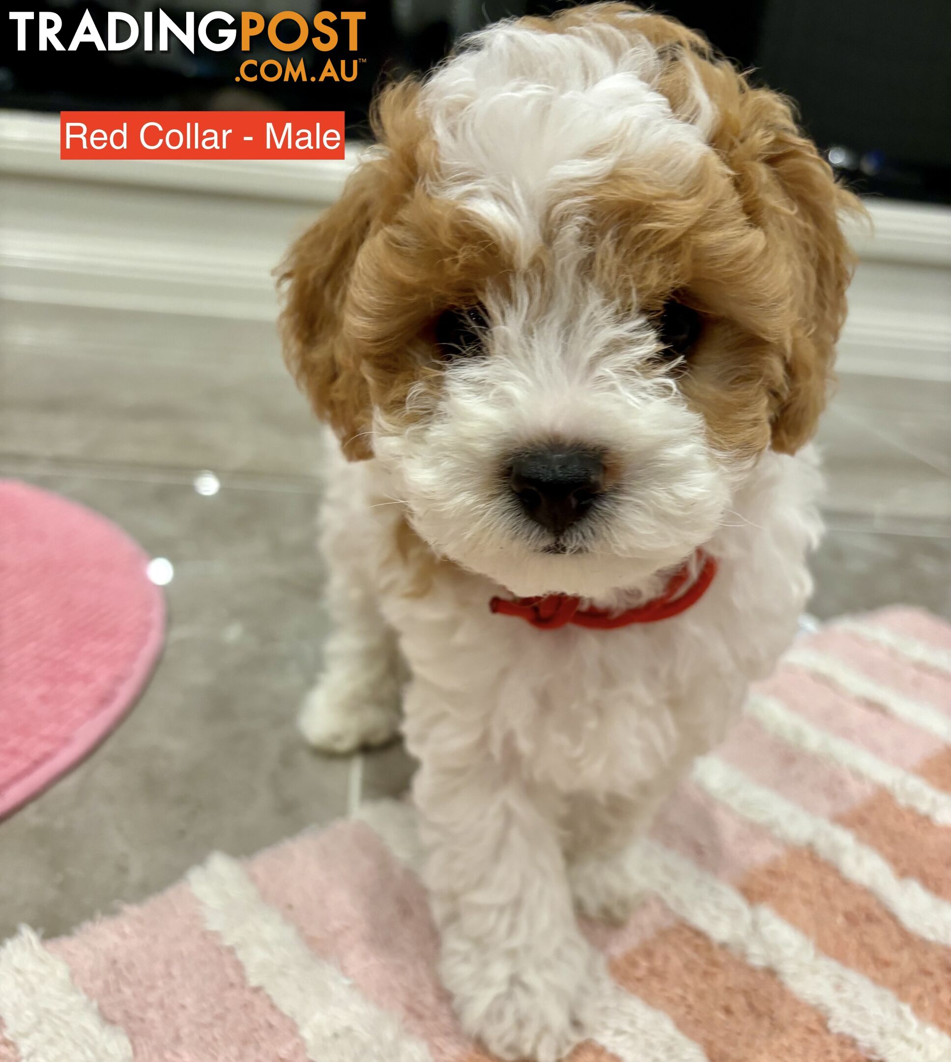 *** Four adorable Toy Cavoodle Puppies ***