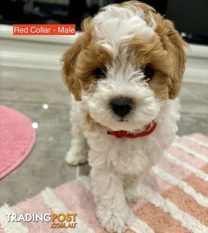 *** Four adorable Toy Cavoodle Puppies ***