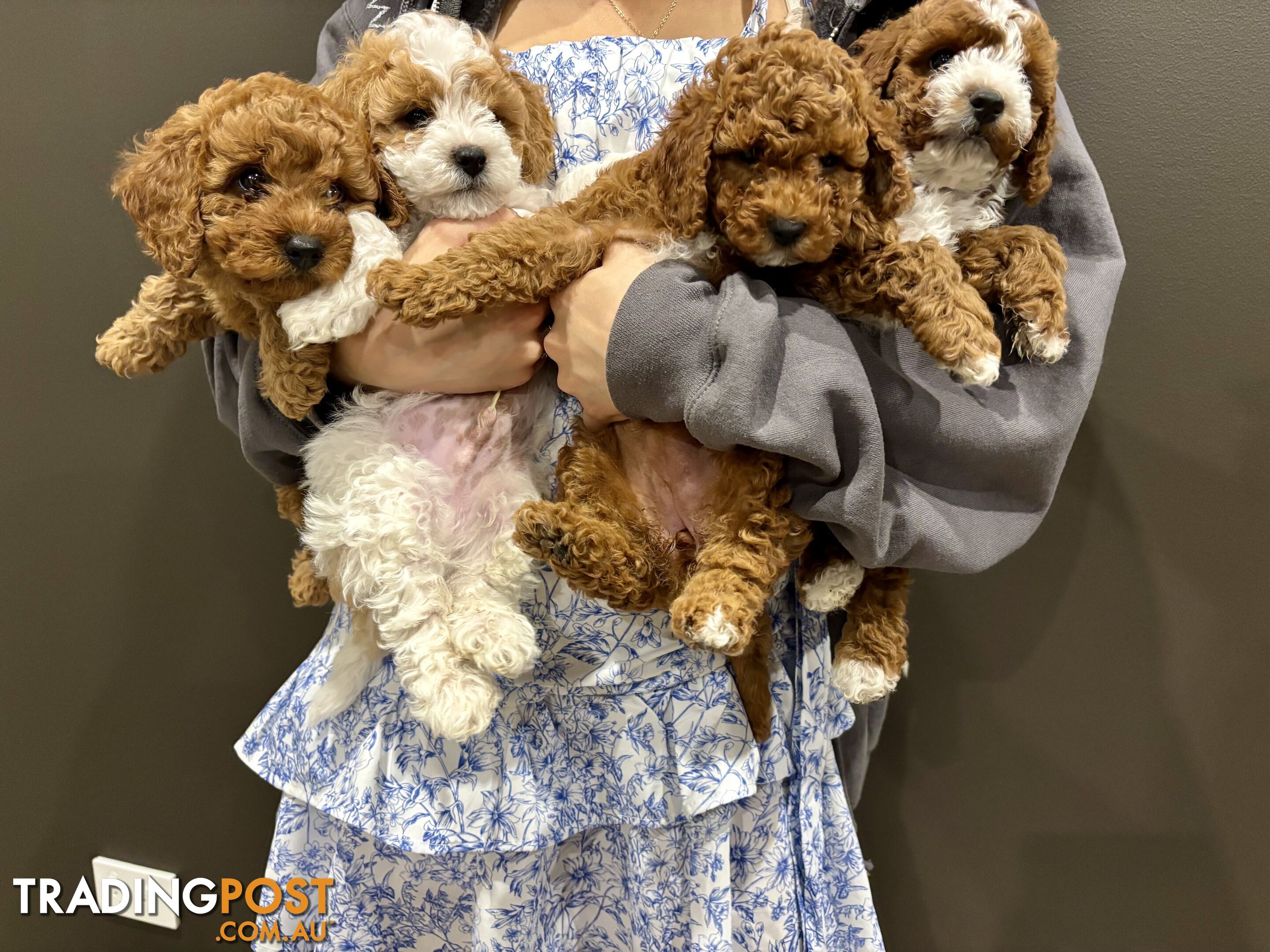 *** Four adorable Toy Cavoodle Puppies ***