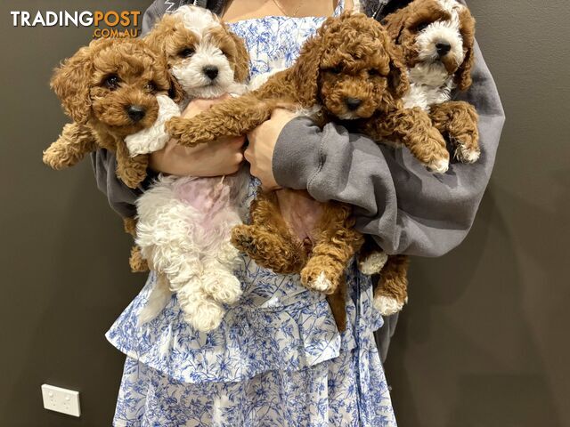 *** Four adorable Toy Cavoodle Puppies ***