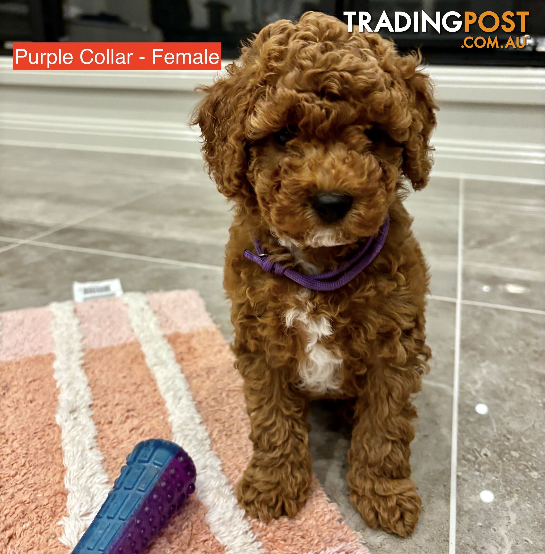 *** Four adorable Toy Cavoodle Puppies ***